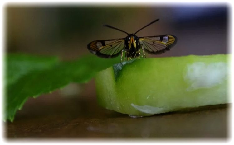 бабочка стеклянницы - вредитель смородины