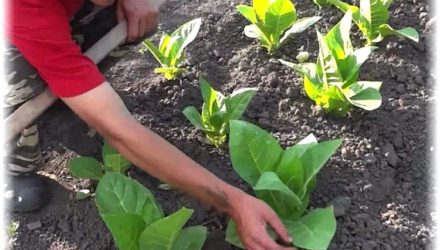 Посадка табака в открытый грунт — подготовка почвы, удобрения, сроки