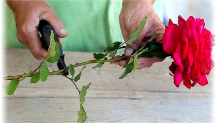 Как вырастить розы из черенков букета — личный опыт с фото