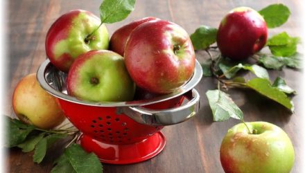 Яблоня — описание, фото, свойства и применение плодов, цветов, листьев в медицине и питании