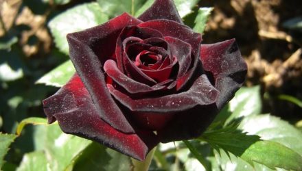 Розы в саду — как выбрать место для розария, сорта, уход за розами