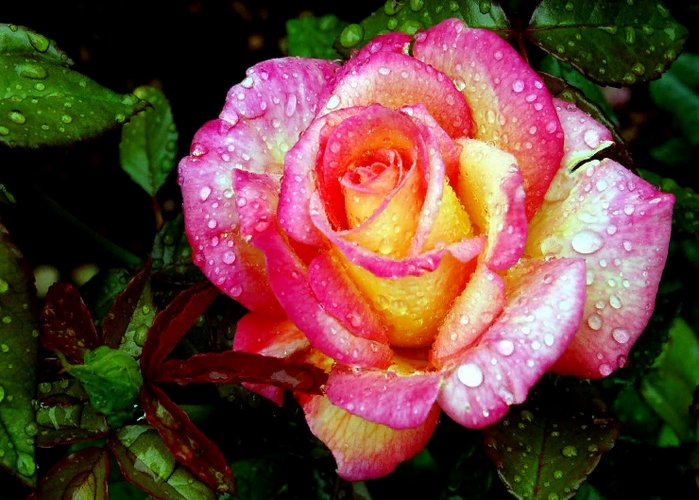 красивая роза в саду