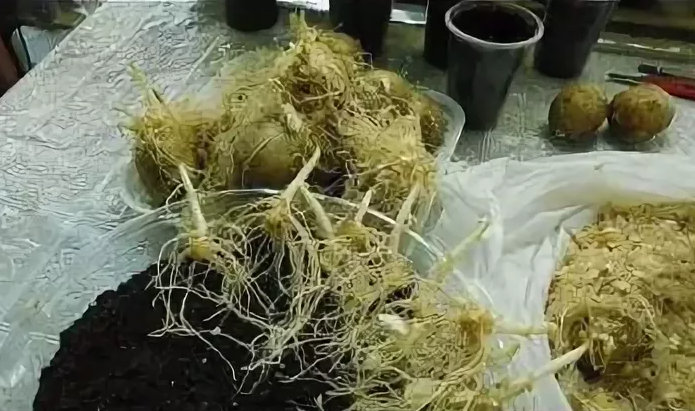 картофель - выращивание из глазков