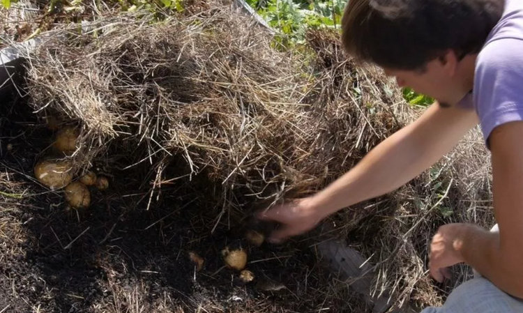 выращивание картофеля под соломой