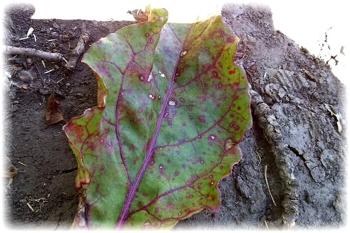 ложная мучнистая роса на листе свеклы