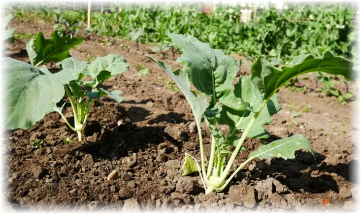 выращивание кольраби в открытом грунте