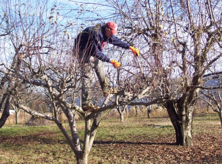 осенняя обрезка плодовых деревьев