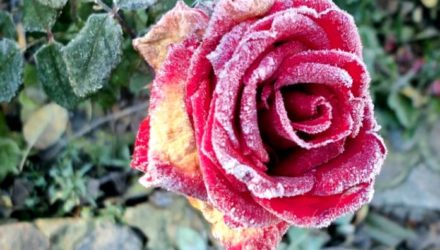 Болезни роз и их лечение с фото, описание и способы борьбы
