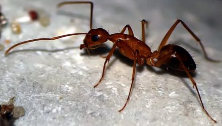 Муравьи в доме — как избавиться, вывести муравьев из садового дома