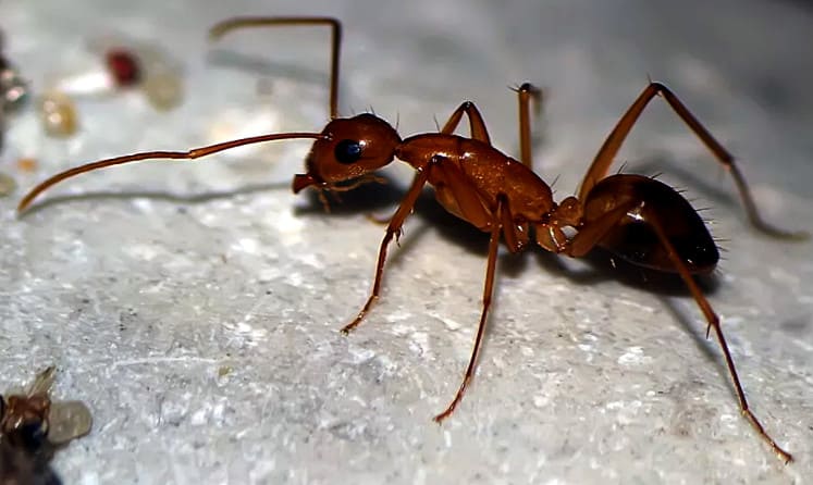 как вывести муравьев из дома