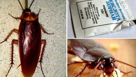 Как избавиться от тараканов в доме раз и навсегда самостоятельно
