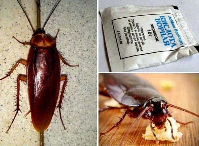 как избавиться от тараканов в квартире и доме раз и навсегда
