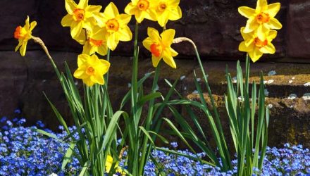 Цветы Нарциссы — посадка и уход в открытом грунте