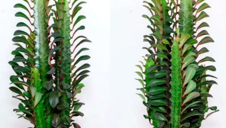 Эуфорбия из рода молочаев в «тени» кактусов — есть ли преимущества?