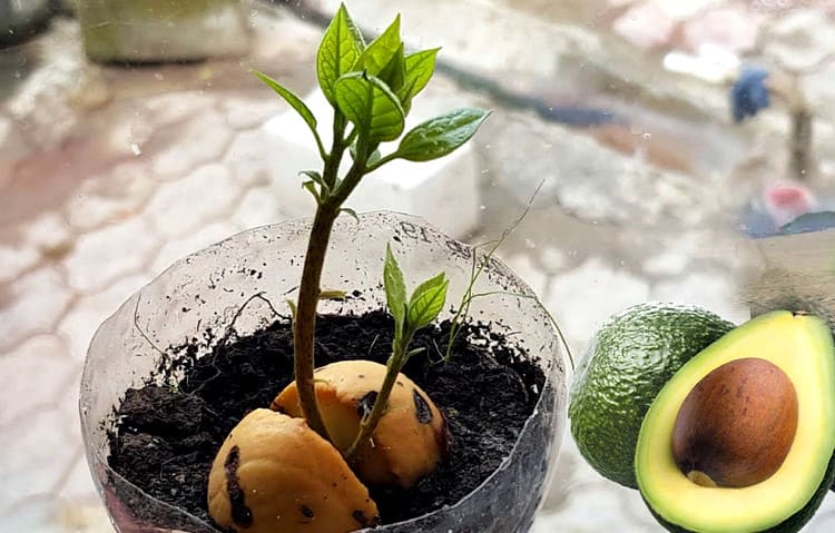 как вырастить авокадо из косточки
