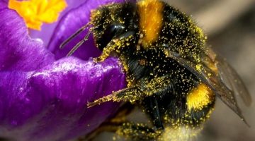 7 лучших цветов медоносов на вашей даче, обожаемые пчелами