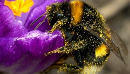 7 лучших цветов медоносов на вашей даче, обожаемые пчелами