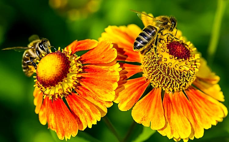 как привлечь пчел на участок