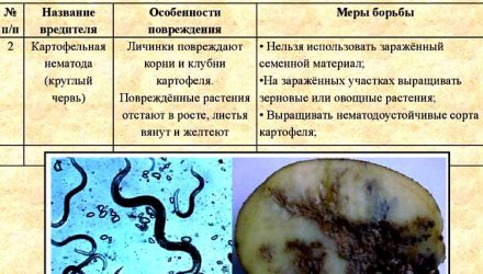 Картофельная нематода — причиняемый вред и как бороться