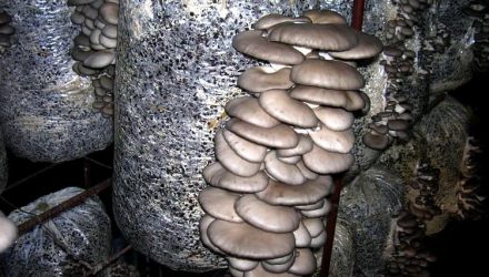 Как вырастить гриб вешенку в домашних условиях, приготовить мицелий
