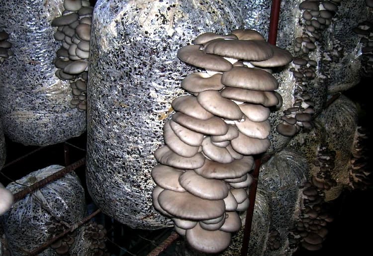 выращивание гриба вешенки