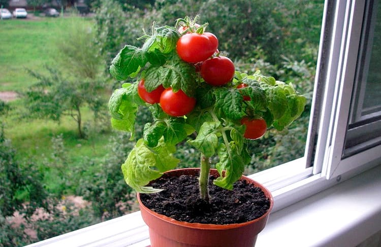 сорт томатов Софа для выращивания на подоконнике
