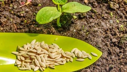 Размножение семенами — 5 способов подготовки семян к посадке