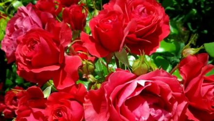 Домашняя (комнатная) роза — сорта, особенности выращивания и ухода